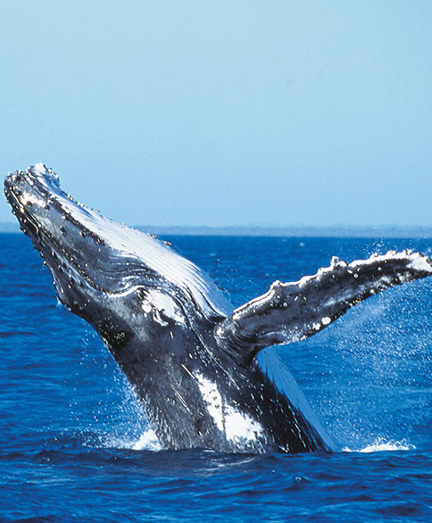 Fraser Coast Management Rights